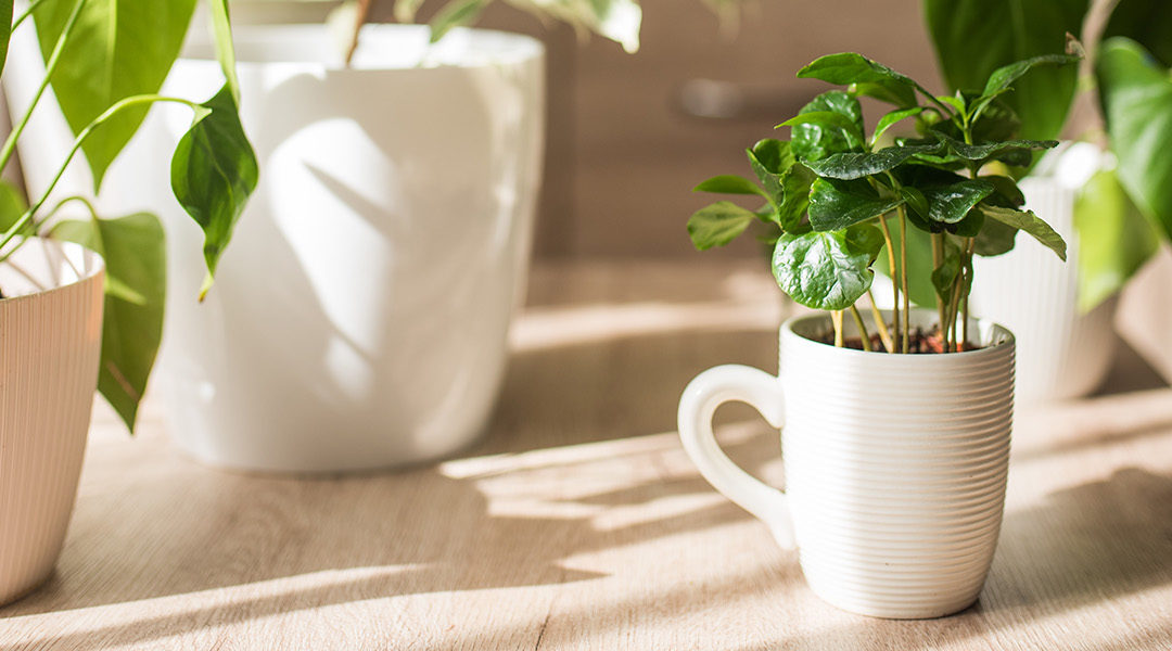 The 5 Amazing Benefits of Keeping Houseplants in Your Home