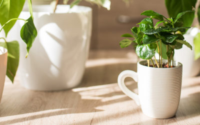The 5 Amazing Benefits of Keeping Houseplants in Your Home